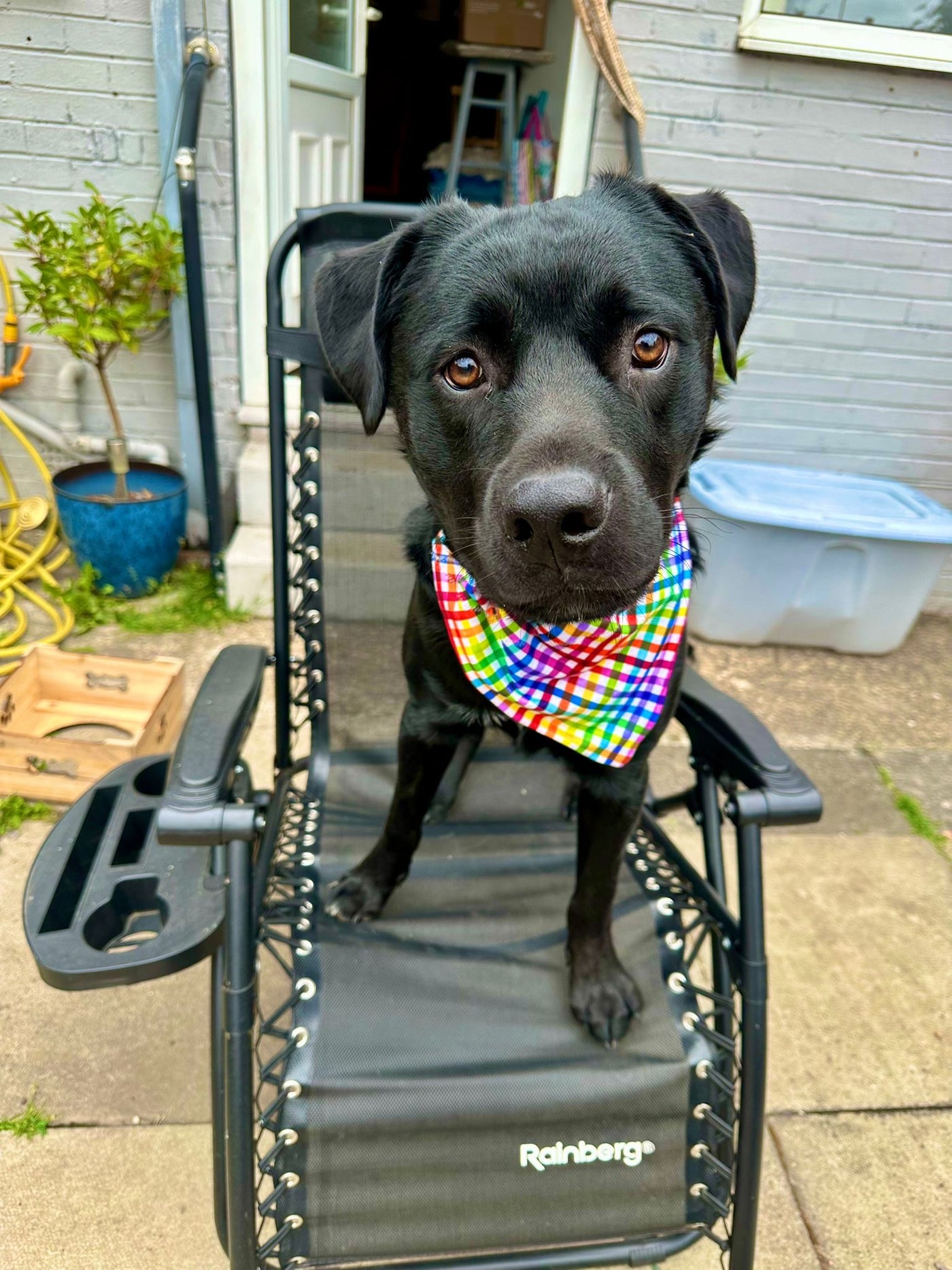 Topsy Repurposed - Gingham Delight Dog Bandana