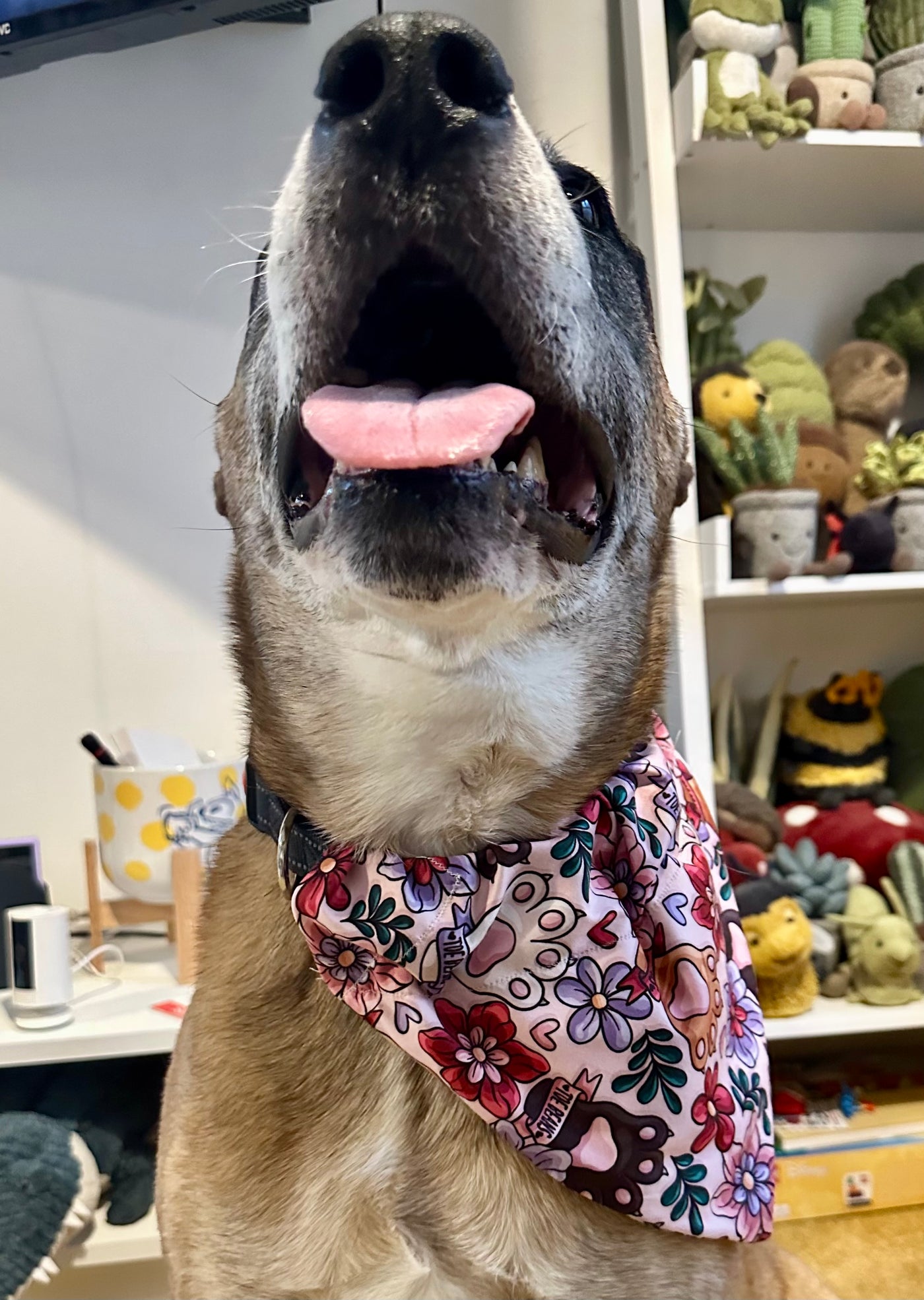 Topsy Repurposed - Toe Beans Dog Bandana