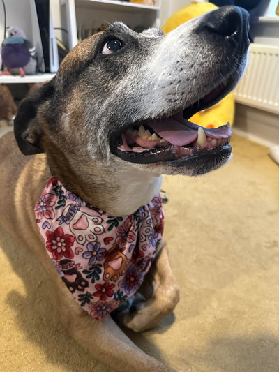 Topsy Repurposed - Toe Beans Dog Bandana