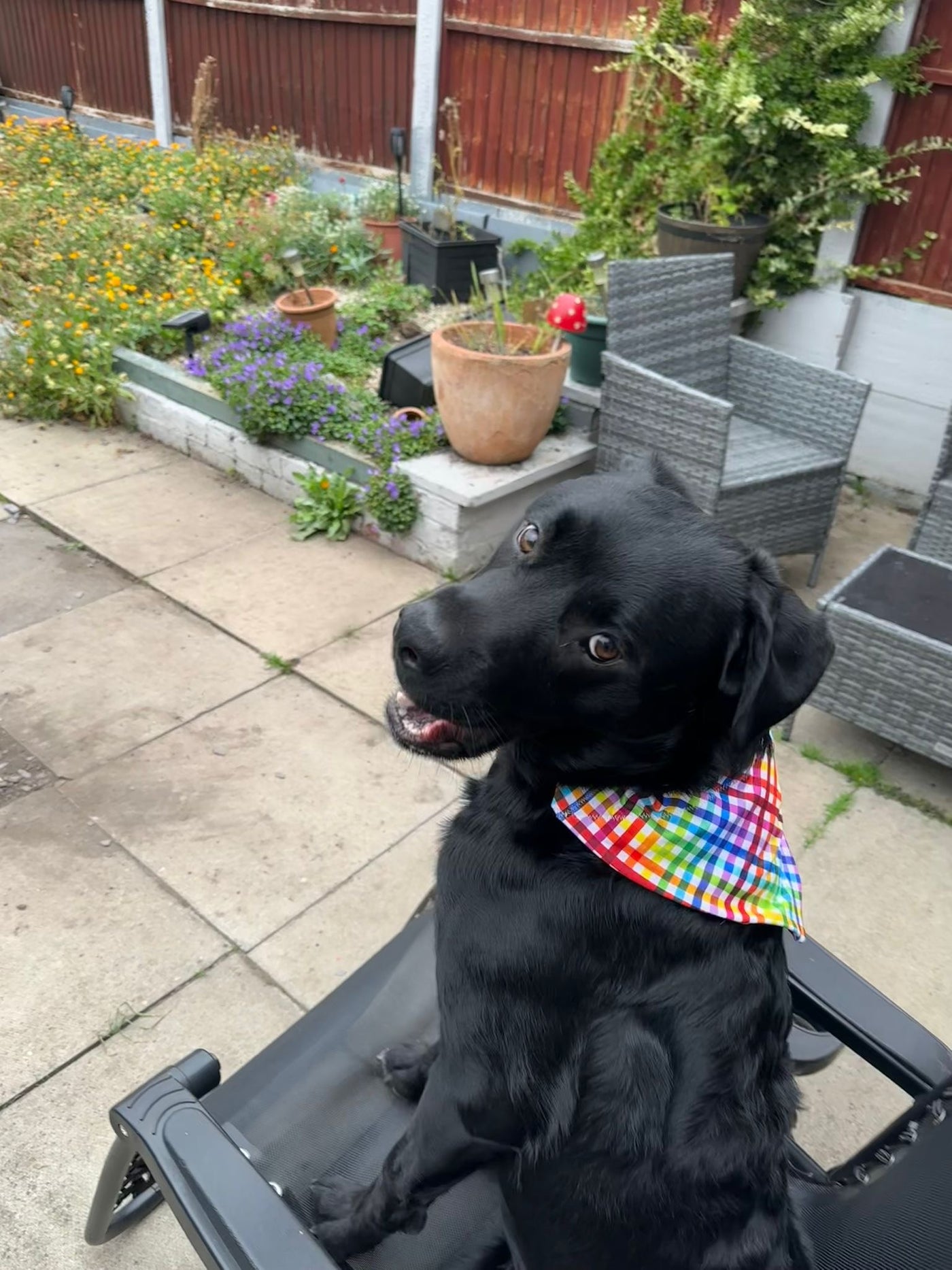 Topsy Repurposed - Gingham Delight Dog Bandana