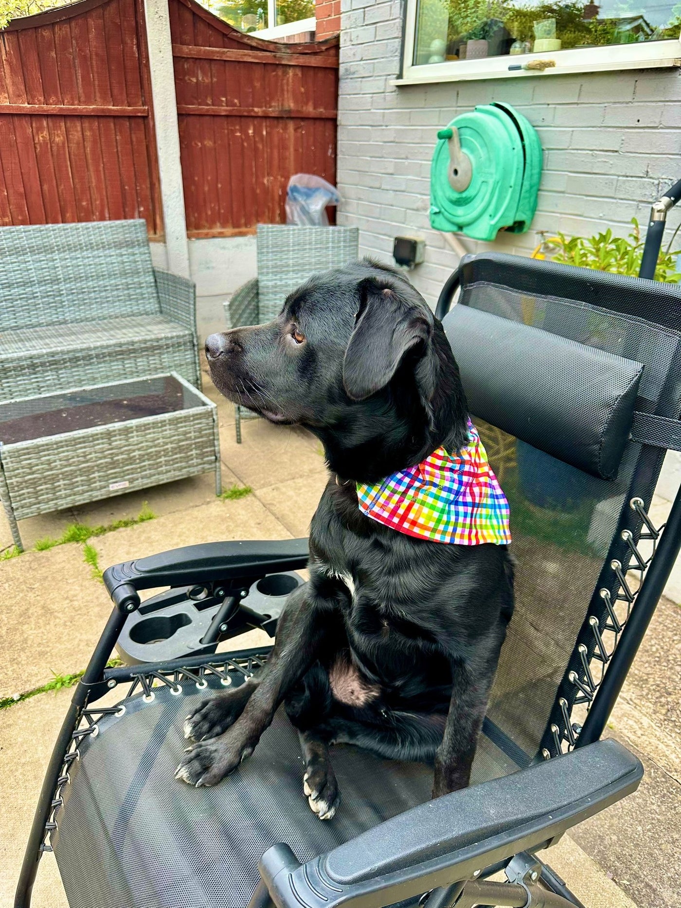 Topsy Repurposed - Gingham Delight Dog Bandana