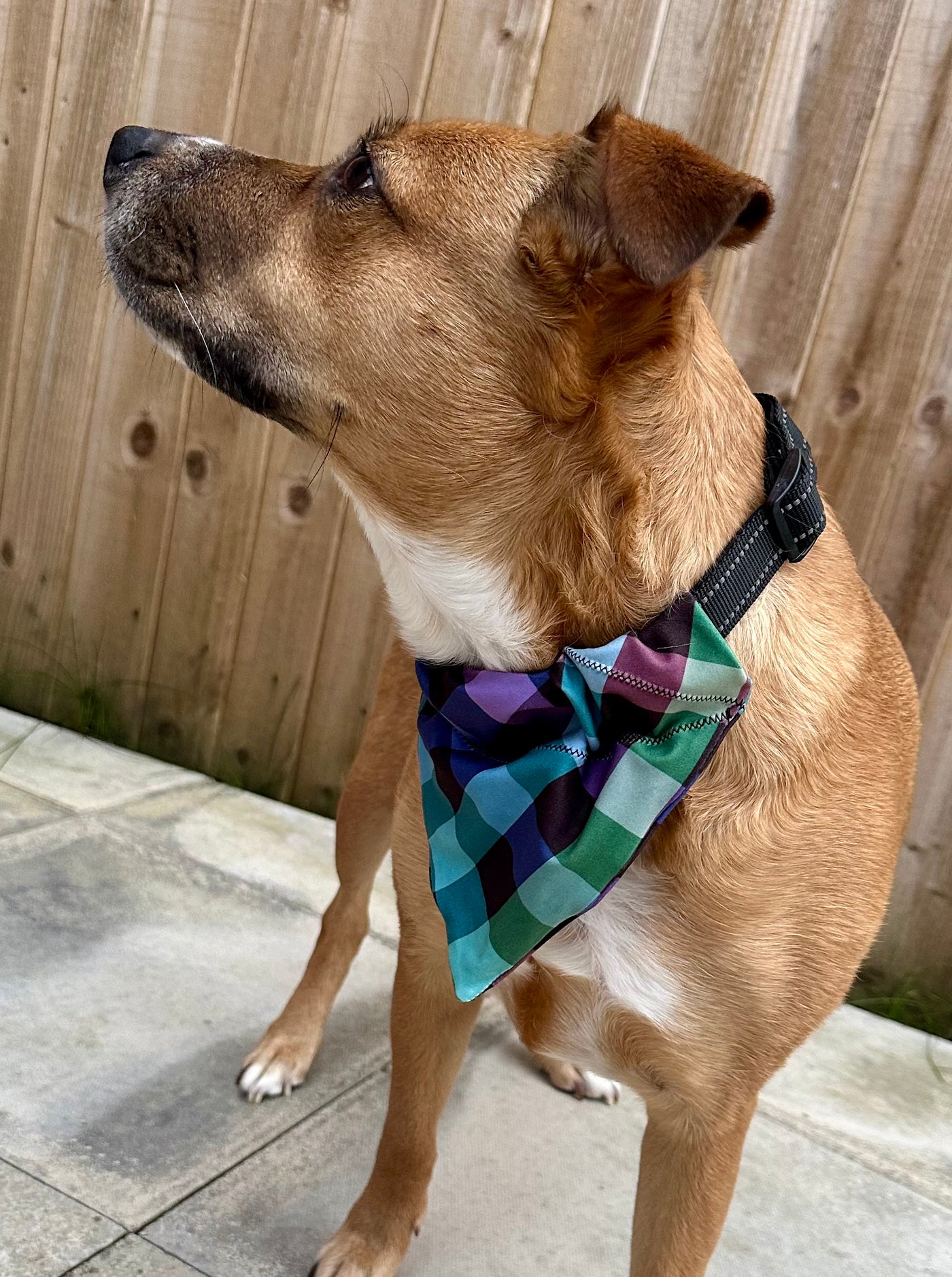 Topsy Repurposed - Pastel Gingham Dog Bandana
