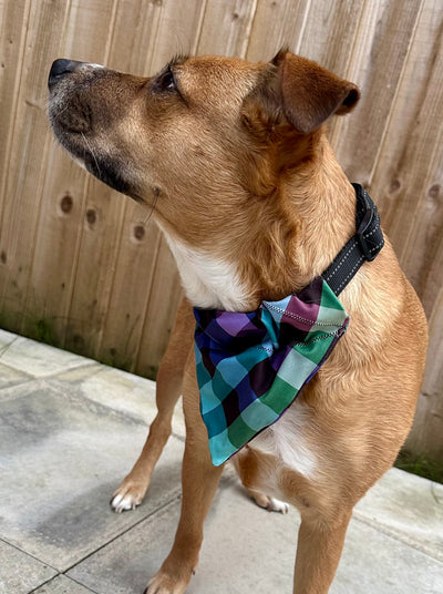 Topsy Repurposed - Pastel Gingham Dog Bandana