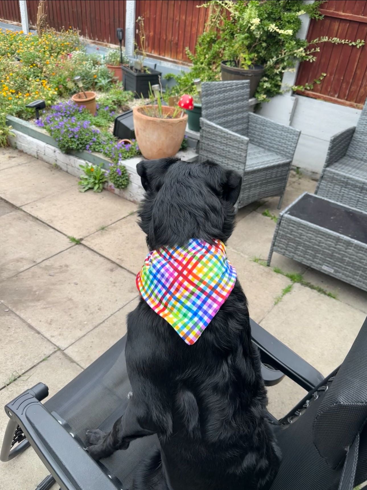 Topsy Repurposed - Gingham Delight Dog Bandana