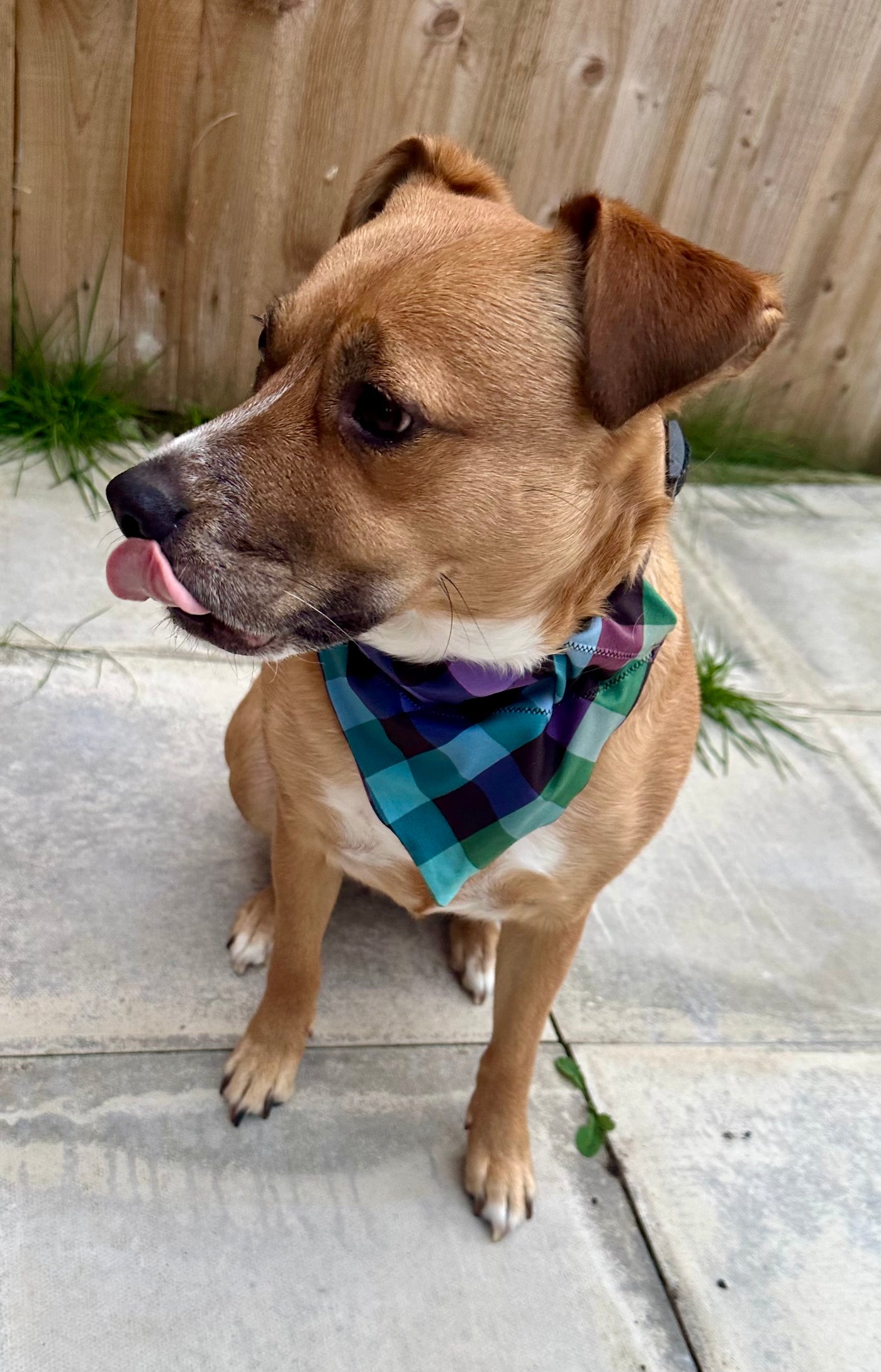 Topsy Repurposed - Pastel Gingham Dog Bandana