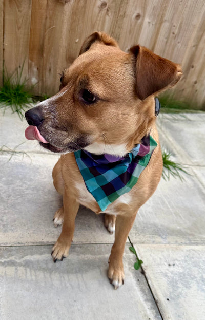 Topsy Repurposed - Pastel Gingham Dog Bandana