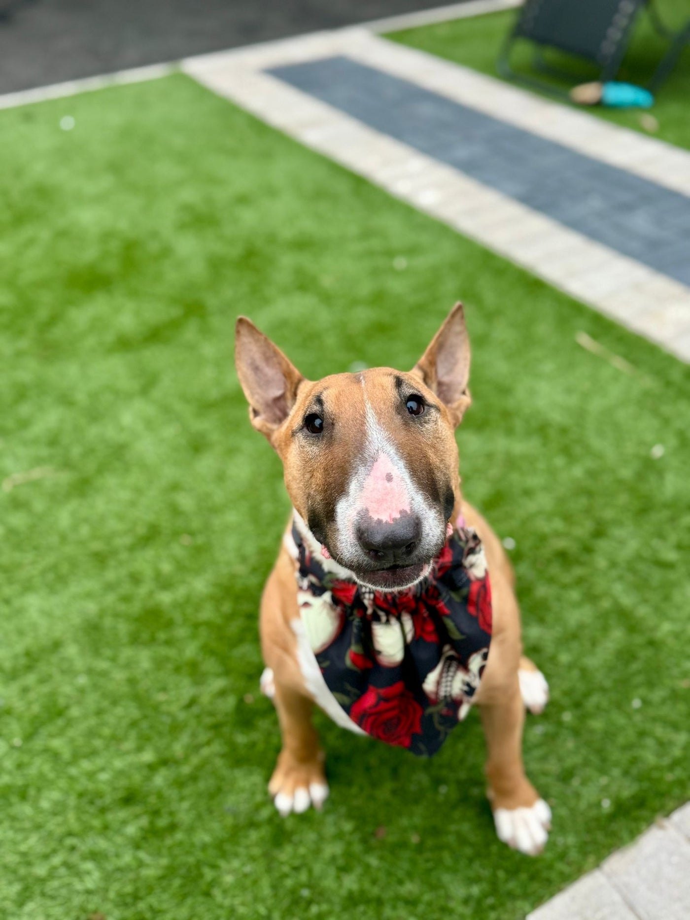Topsy Repurposed - Oh My Goth Dog Bandana