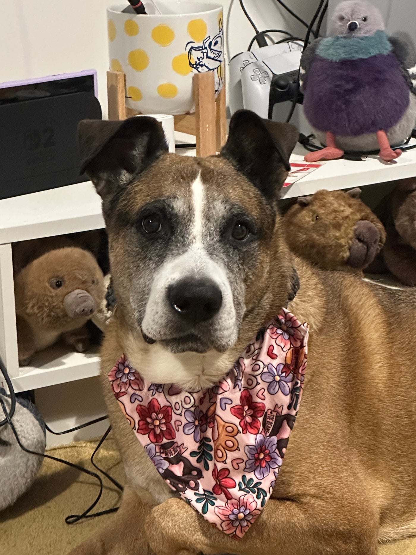 Topsy Repurposed - Toe Beans Dog Bandana