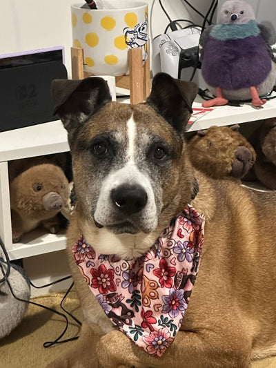 Topsy Repurposed - Toe Beans Dog Bandana