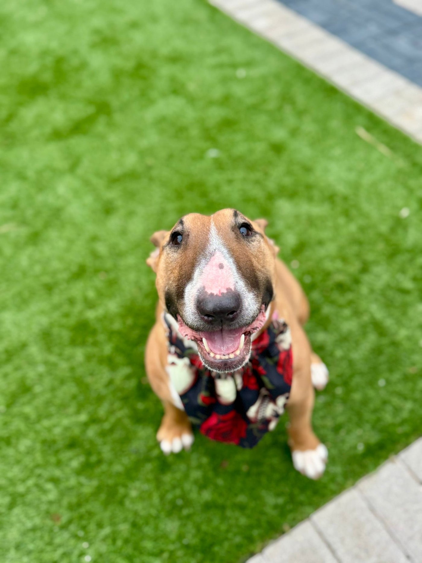 Topsy Repurposed - Oh My Goth Dog Bandana