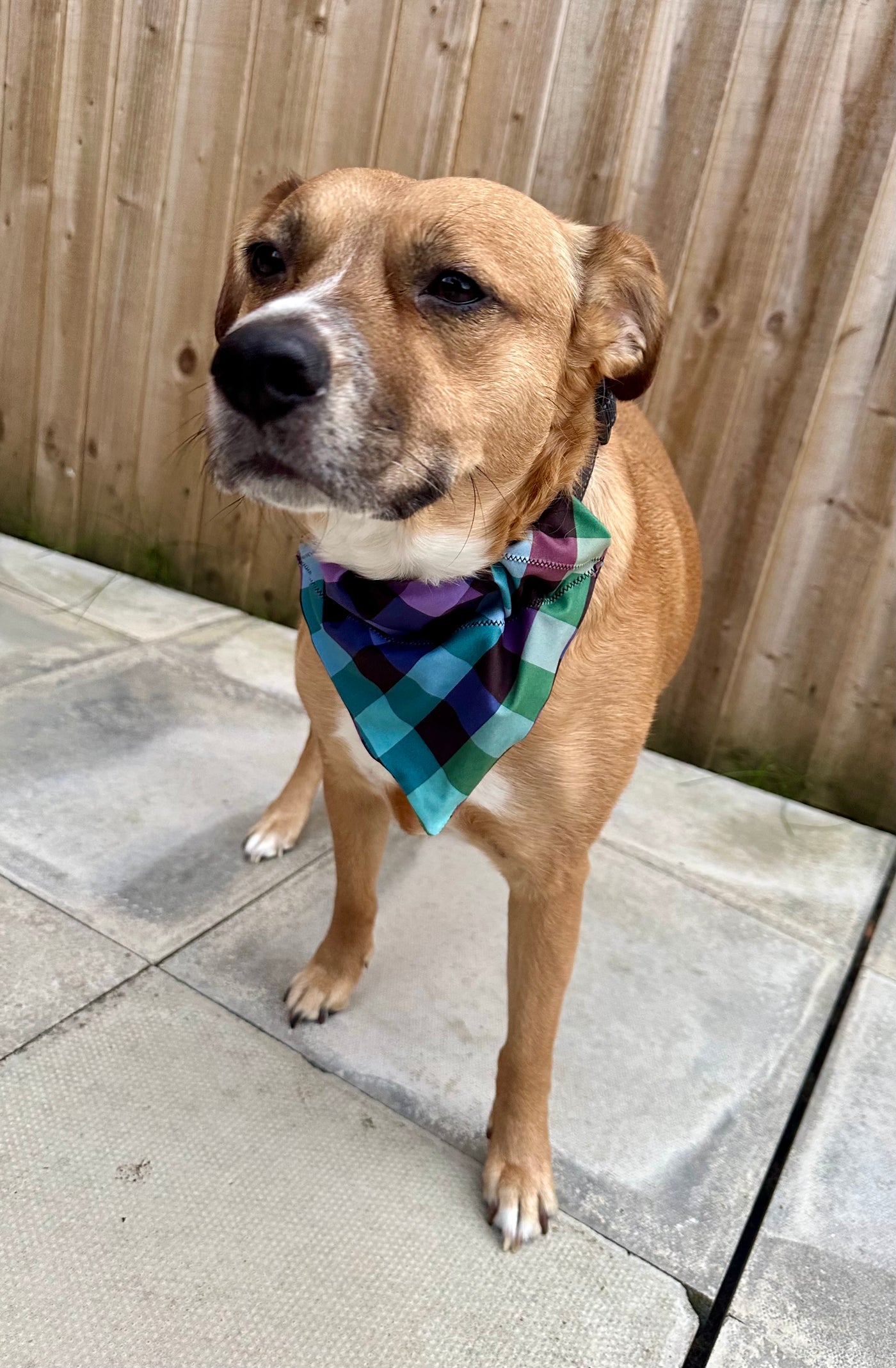 Topsy Repurposed - Pastel Gingham Dog Bandana