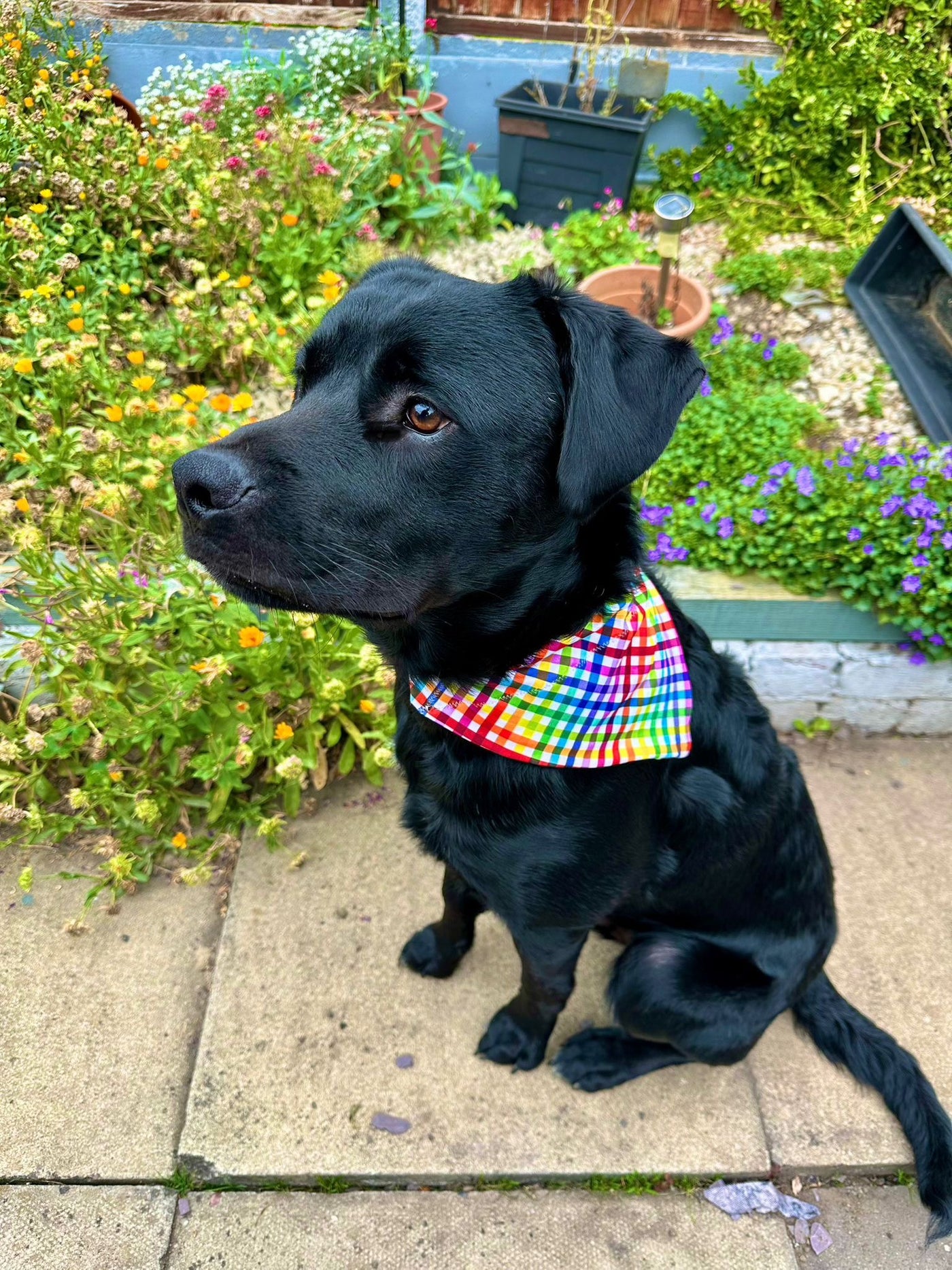 Topsy Repurposed - Gingham Delight Dog Bandana
