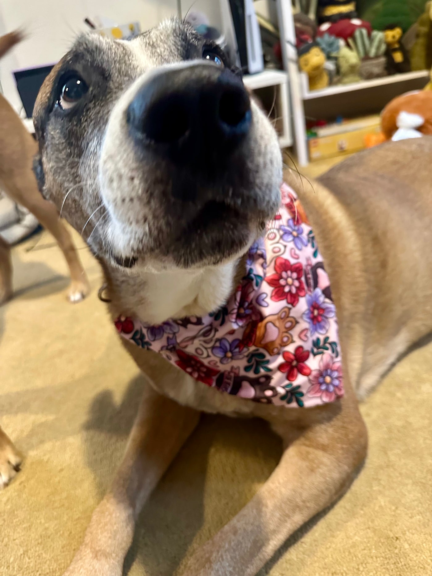 Topsy Repurposed - Toe Beans Dog Bandana