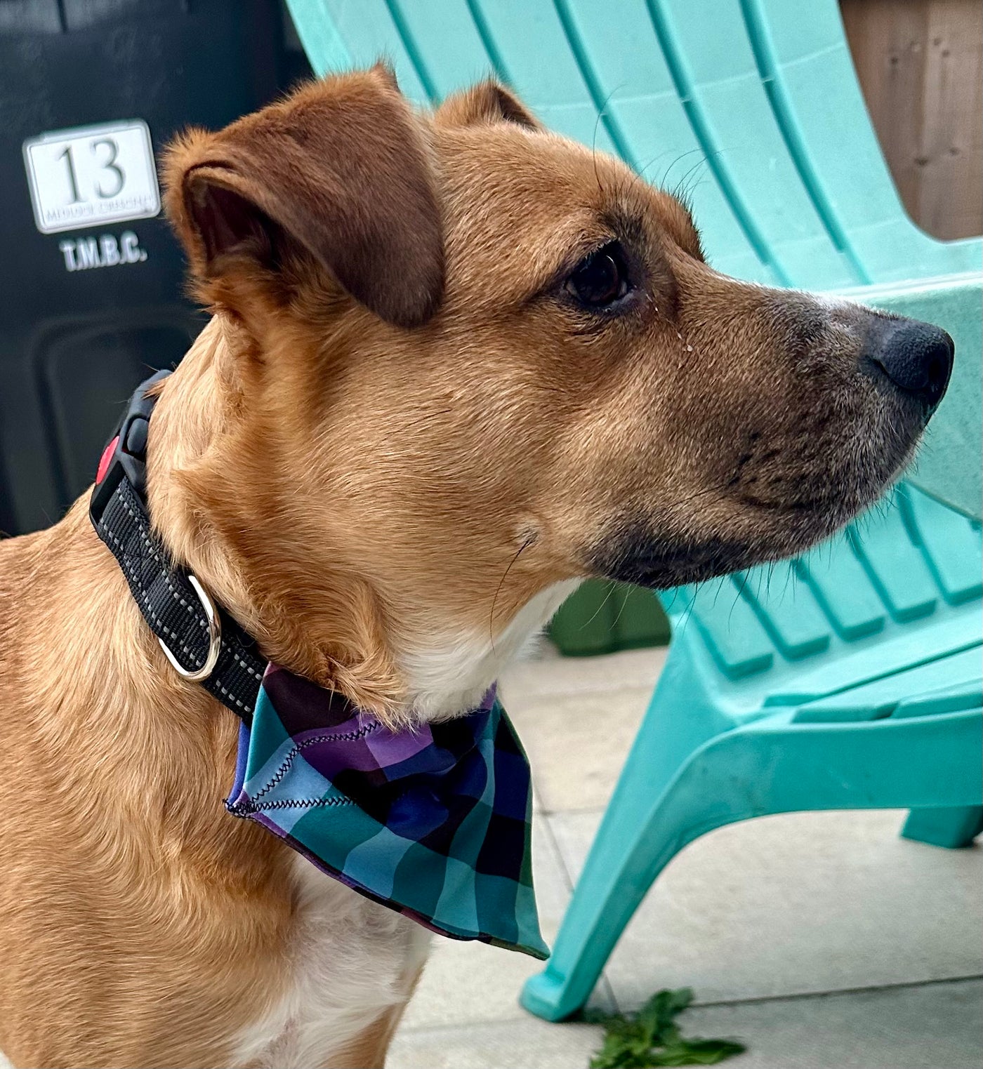 Topsy Repurposed - Pastel Gingham Dog Bandana