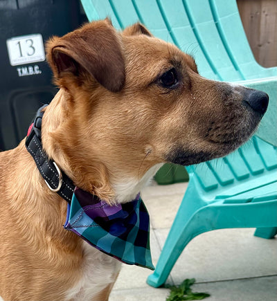 Topsy Repurposed - Pastel Gingham Dog Bandana