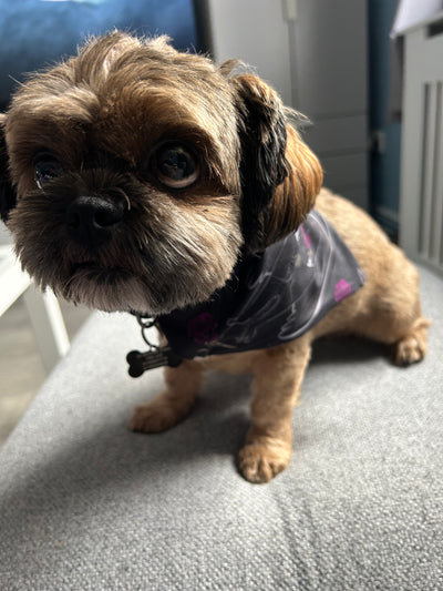 Topsy Repurposed - Mothman Dog Bandana