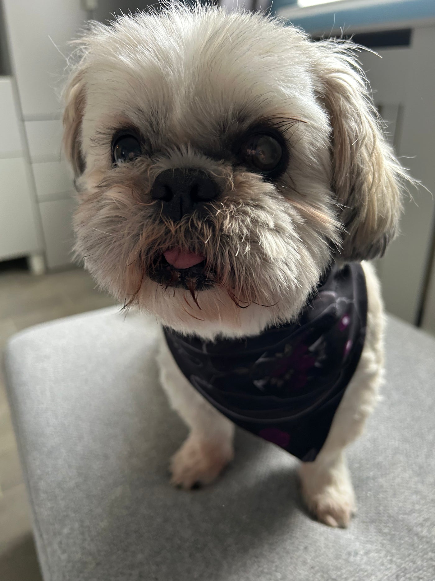 Topsy Repurposed - Mothman Dog Bandana